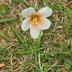 Vernicia fordii flower picture by duane Sullivan-Bradley (cc-by-sa)