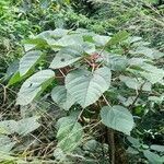 Urera baccifera habit picture by Trap Hers (cc-by-sa)