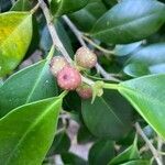 Ficus microcarpa fruit picture by Mario Conidi (cc-by-sa)