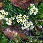 Saxifraga pentadactylis flower picture by Jean-Luc Durand (cc-by-sa)