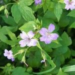 Geranium nodosum flower picture by Christophe Fruyt (cc-by-sa)