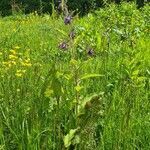 Symphytum asperum habit picture by orlaith d. (cc-by-sa)