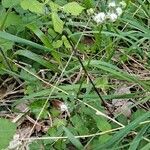 Sanicula europaea habit picture by Jean-Marie Frenoux (cc-by-sa)