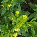 Lysimachia ciliata flower picture by Yves Olivier Lamarche (cc-by-sa)