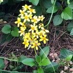 Senecio angulatus habit picture by bouveyron jean (cc-by-sa)