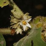 Solanum candidum flower picture by Nelson Zamora Villalobos (cc-by-nc)