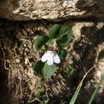 Cymbalaria hepaticifolia flower picture by huy HO (cc-by-sa)