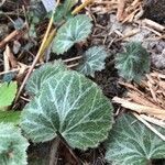 Saxifraga stolonifera leaf picture by abba ‘ elena (cc-by-sa)