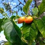 Bunchosia armeniaca fruit picture by JP Corrêa Carvalho (cc-by-sa)