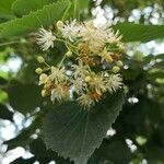 Tilia mongolica flower picture by Dieter Albrecht (cc-by-sa)