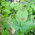 Fragaria moschata fruit picture by jara665 (cc-by-sa)