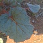 Phacelia campanularia leaf picture by M Keller (cc-by-sa)