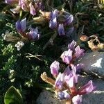 Oxytropis amethystea flower picture by Daniel Bourget (cc-by-sa)