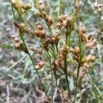 Juncus tenuis fruit picture by Eli Small (cc-by-sa)