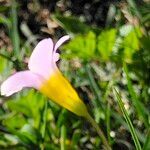 Oxalis caprina flower picture by Maarten Vanhove (cc-by-sa)