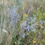 Eryngium planum habit picture by Dominik Muczyński (cc-by-sa)