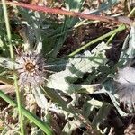 Centaurea eriophora leaf picture by Giorgio Fornara (cc-by-sa)