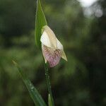 Cleistes rosea flower picture by R. Tournebize (cc-by-sa)