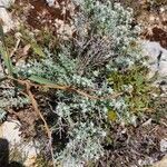 Teucrium capitatum habit picture by Sergio costantini (cc-by-sa)