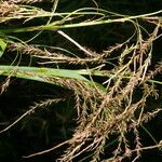 Carex jamesonii habit picture by Nelson Zamora Villalobos (cc-by-nc)