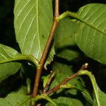 Tetracera volubilis leaf picture by Nelson Zamora Villalobos (cc-by-nc)