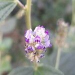 Cullen corylifolium flower picture by Arvind Kulkarni (cc-by-sa)