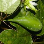 Passiflora lobata fruit picture by Nelson Zamora Villalobos (cc-by-nc)