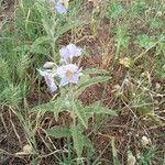 Solanum elaeagnifolium flower picture by Γιάννης Ρετζέπης (cc-by-sa)