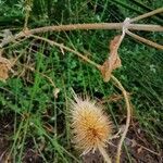 Dipsacus fullonum fruit picture by Jorge (cc-by-sa)