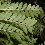 Dilodendron costaricense leaf picture by Nelson Zamora Villalobos (cc-by-nc)