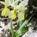 Orchis pauciflora flower picture by Denis Bastianelli (cc-by-sa)