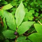 Vaccinium membranaceum leaf picture by jimmysong (cc-by-sa)