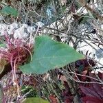 Clerodendrum bungei leaf picture by Arturo Belloso (cc-by-sa)