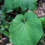 Piper auritum leaf picture by Shehadi Ramiz (cc-by-sa)