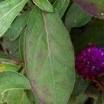 Gomphrena globosa leaf picture by Quyền Nguyễn Hùng (cc-by-sa)