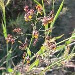 Panicum coloratum flower picture by susan brown (cc-by-sa)