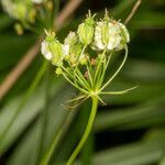 Laserpitium peucedanoides fruit picture by Martin Bishop (cc-by-sa)