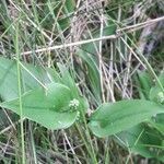 Maianthemum bifolium leaf picture by Kerstin Kerstin (cc-by-sa)