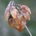 Trifolium dubium fruit picture by Stefana Popova (cc-by-sa)