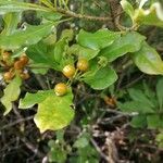 Pittosporum senacia fruit picture by Wick Mario (cc-by-sa)