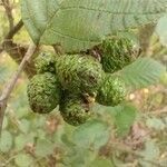 Alnus incana fruit picture by Dominik Muczyński (cc-by-sa)