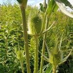 Dipsacus laciniatus fruit picture by Hajni Tóth (cc-by-sa)