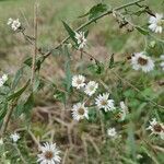 Symphyotrichum ericoides habit picture by Christina Emery (cc-by-sa)