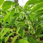 Polygonatum multiflorum flower picture by Victor Scheijde (cc-by-sa)