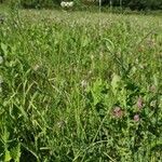 Daucus carota habit picture by Udo Herkommer (cc-by-sa)