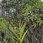 Arundina graminifolia habit picture by Frederick Henderson (cc-by-sa)