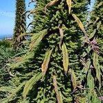 Echium pininana flower picture by wub fur (cc-by-sa)