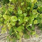 Claytonia perfoliata habit picture by Peter Bruines (cc-by-sa)