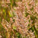 Agrostis capillaris fruit picture by Sans Attaches (cc-by-sa)