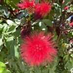 Calliandra haematocephala flower picture by Allan Spitzer (cc-by-sa)